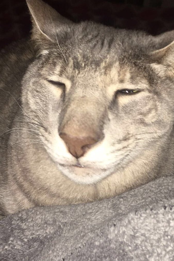 People Are Going Nuts Over This "Ugly Cat" After Her Owner ...