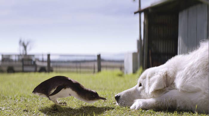 Oddball The Dog Who Protected Penguins Has Died Aged 15