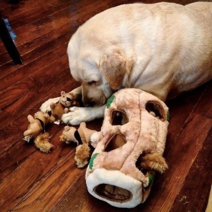 27 Of The Best Pet Toys You Can Get On Amazon