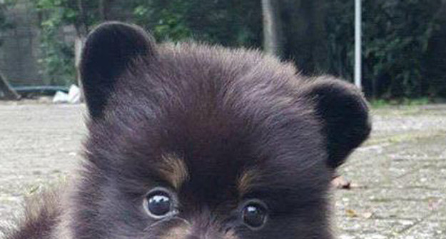 little dog that looks like a bear