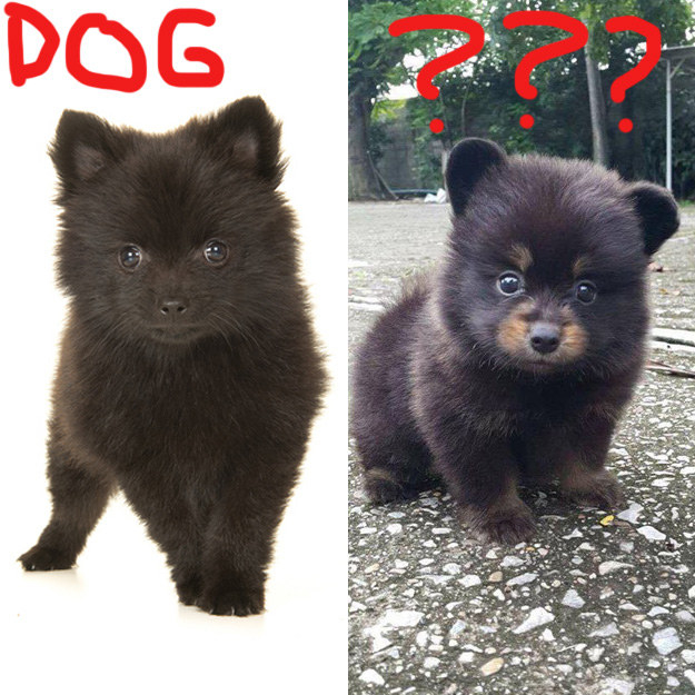 Pomeranian looks 2024 like a bear