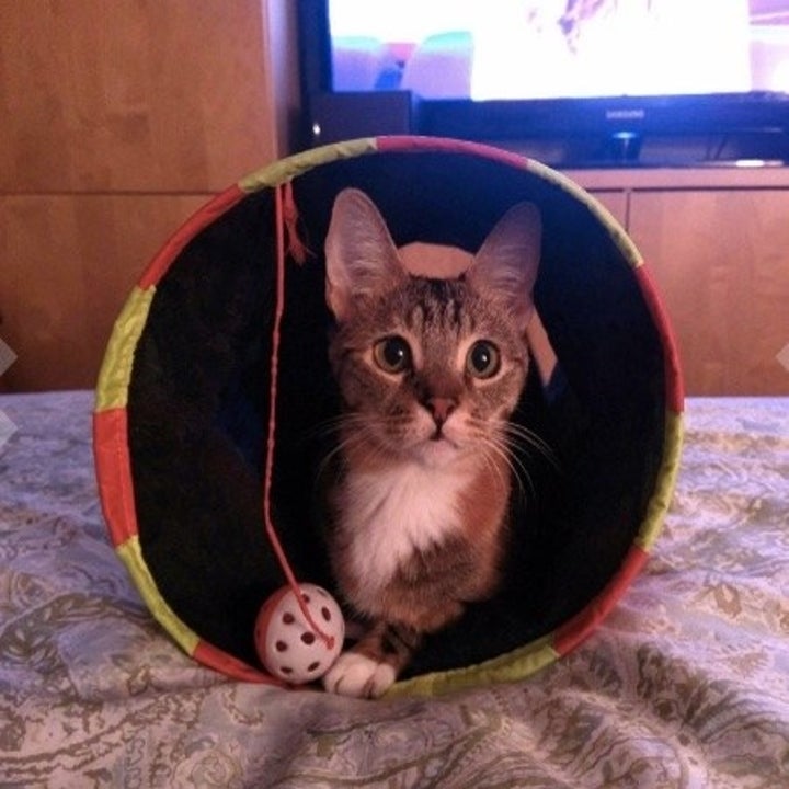 27 Of The Best Pet Toys You Can Get On Amazon