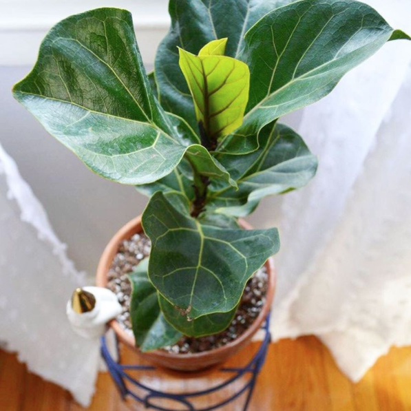 25 Houseplants That Will Inspire Your Trip To Home Depot's Gardening ...