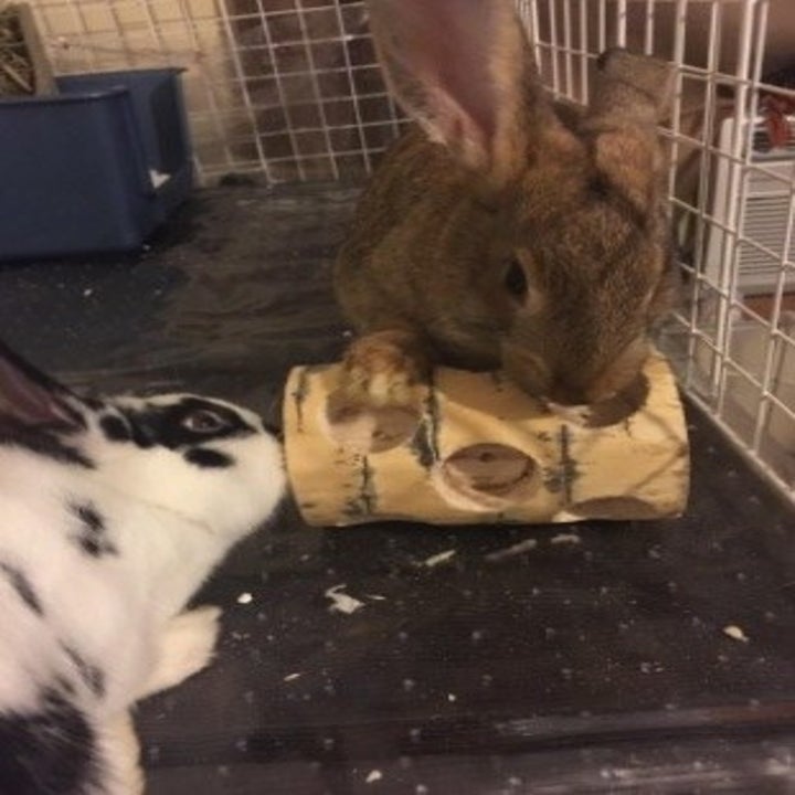 27 Of The Best Pet Toys You Can Get On Amazon