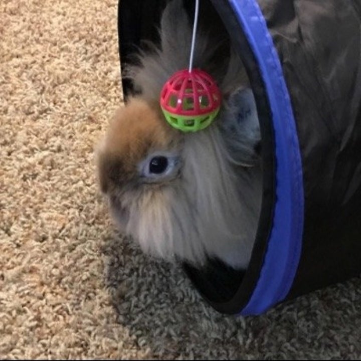 27 Of The Best Pet Toys You Can Get On Amazon