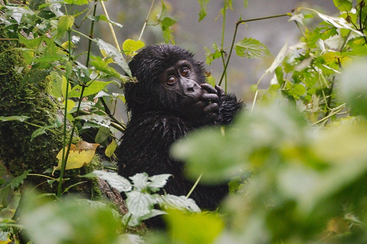 Pick A Baby Animal And We'll Tell You When You'll Meet Your Soulmate