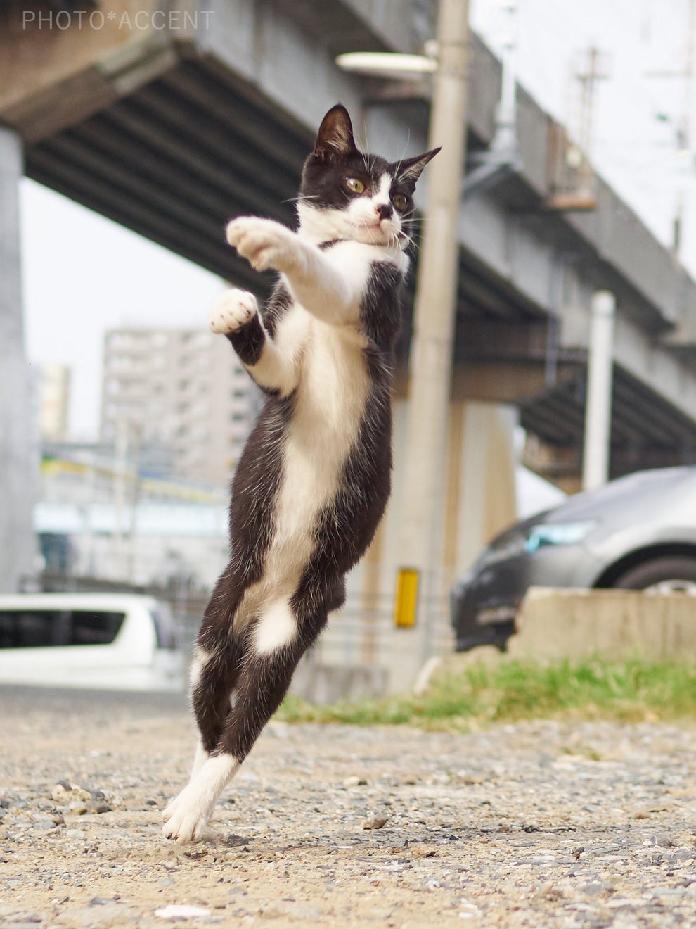 ネコが踊り闘う のら猫拳 著者インタビュー