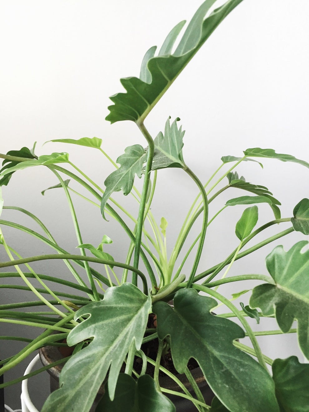 25 Houseplants That Will Inspire Your Trip To Home Depot's Gardening ...