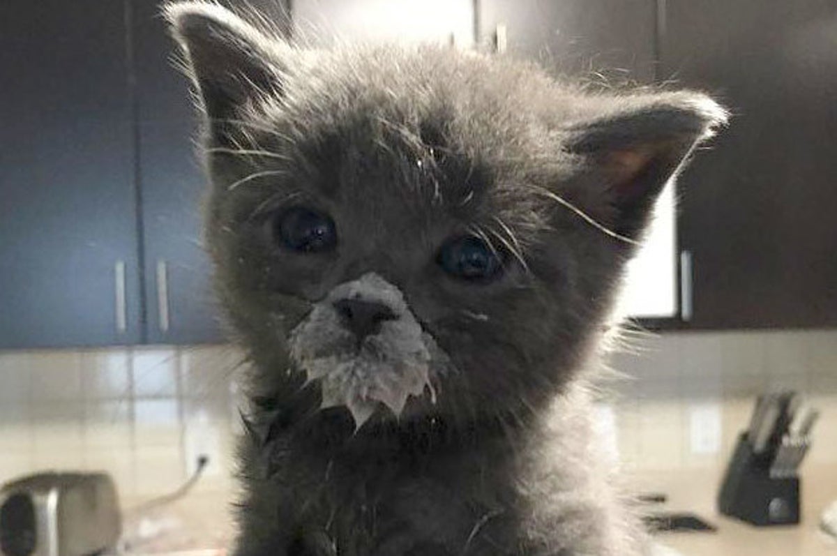 19 Insanely Cute Kittens Who Just Don T Know Any Better Very funny pics holidays love kitty cats. 19 insanely cute kittens who just don t