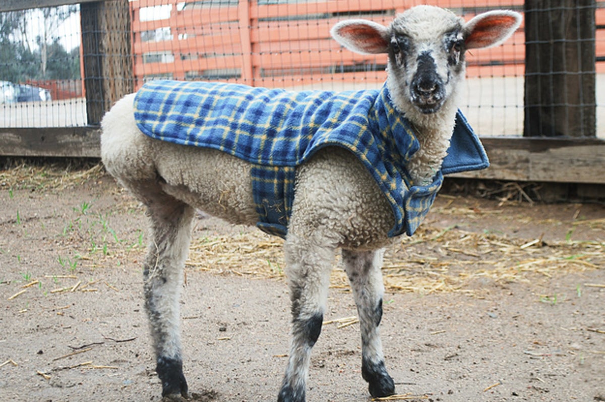 This Adorable Three-Legged Lamb Loves Sweaters And Will Steal Your Heart