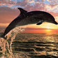 dolphin186's avatar