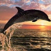 dolphin186