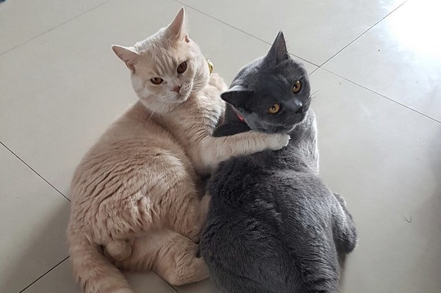 bff cats