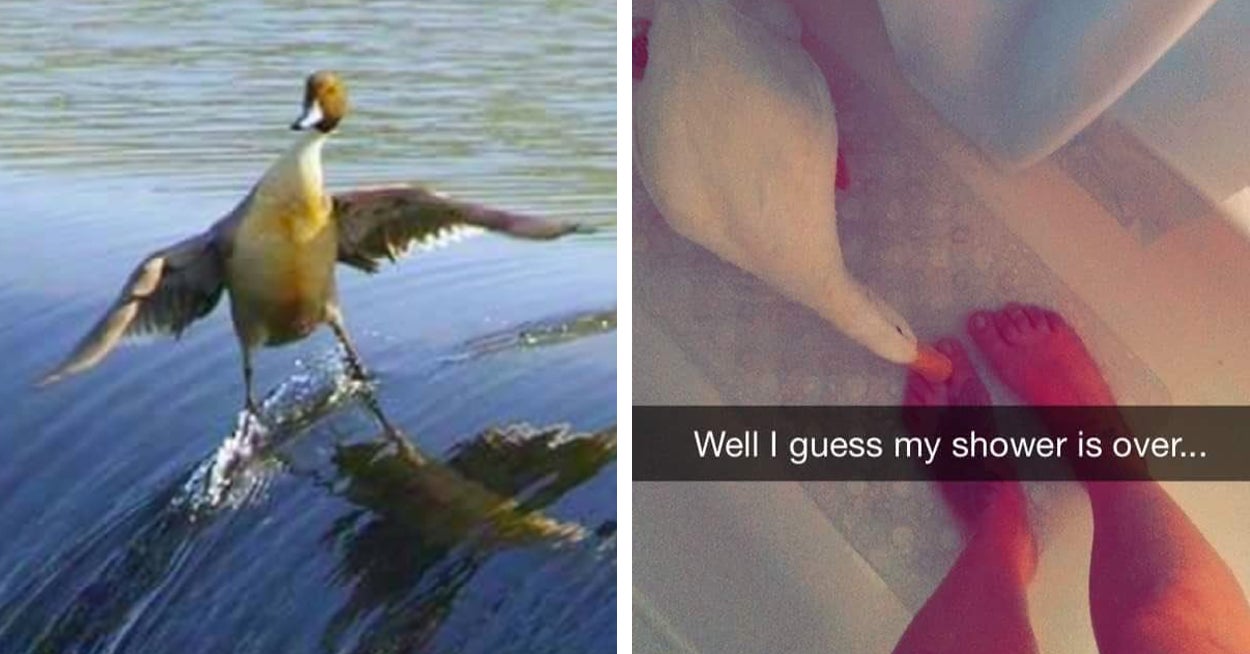 17 Picture Tweets That Prove Ducks Are Pretty Great