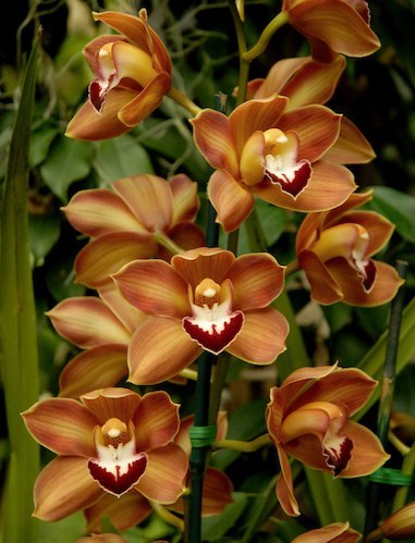 Cymbidium (sim-BID-ee-um) genus