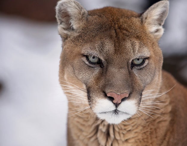 This cougar, who knows that when people use the term "cougar" to describe a human woman it enforces a sexist double standard (and will maul you accordingly if you use it).