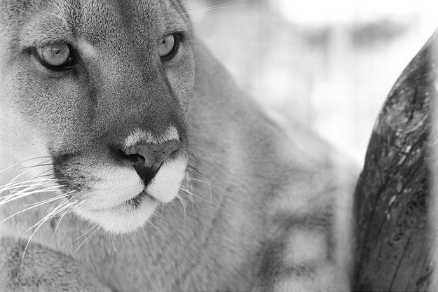 This cougar, who wants to introduce you to her family (in bite-size pieces).