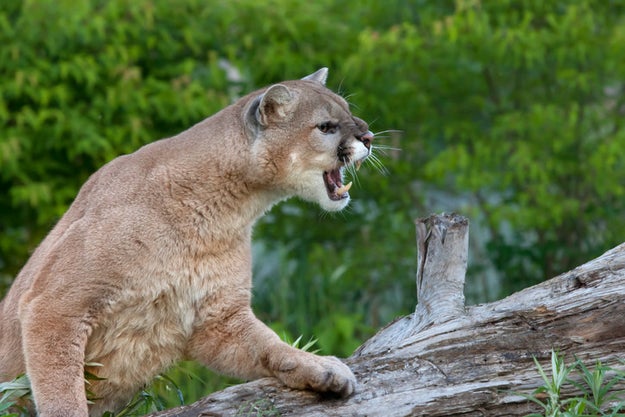 This cougar, who wants to have you over for dinner (you're the dinner).