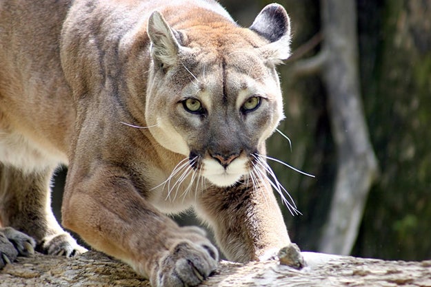 This cougar, who wants to make you (into) breakfast.