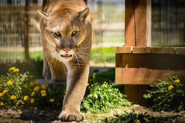 This cougar, who wants to walk your dog with you (and then eat the dog).