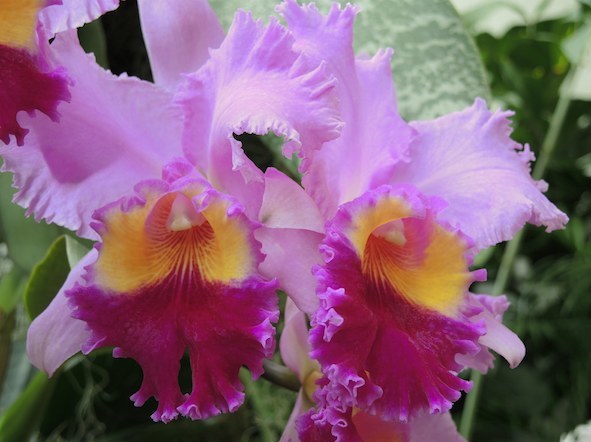 Cattleya (cat-LEE-ya) genus