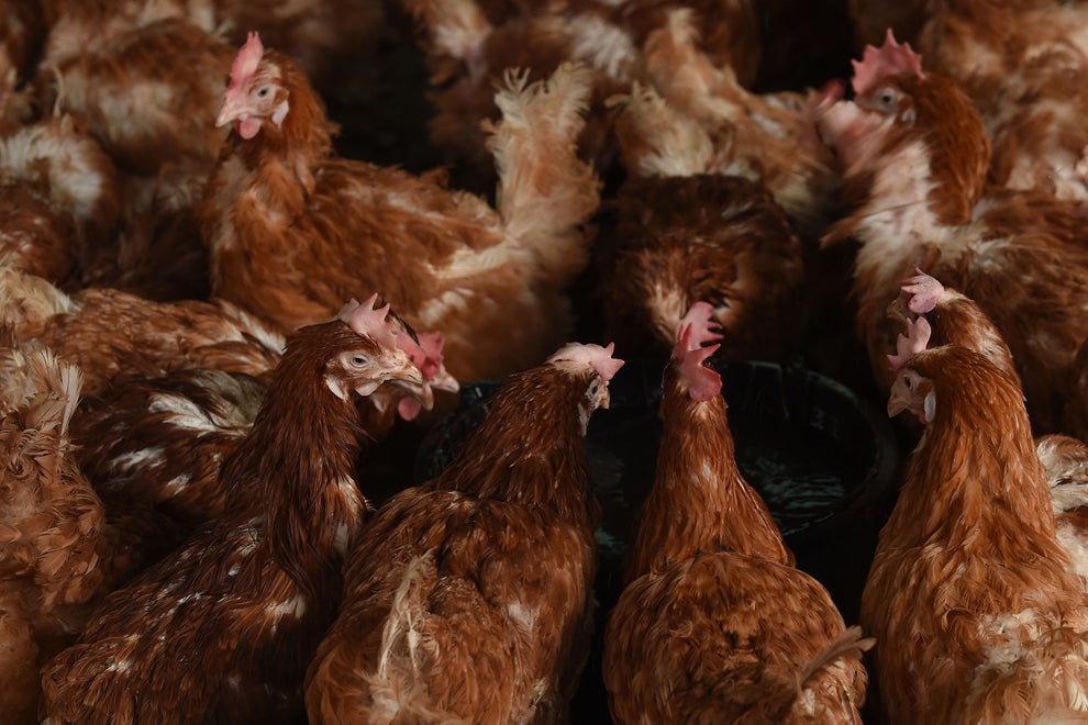 Most UK Supermarkets Won't Say If They'd Sell Chicken