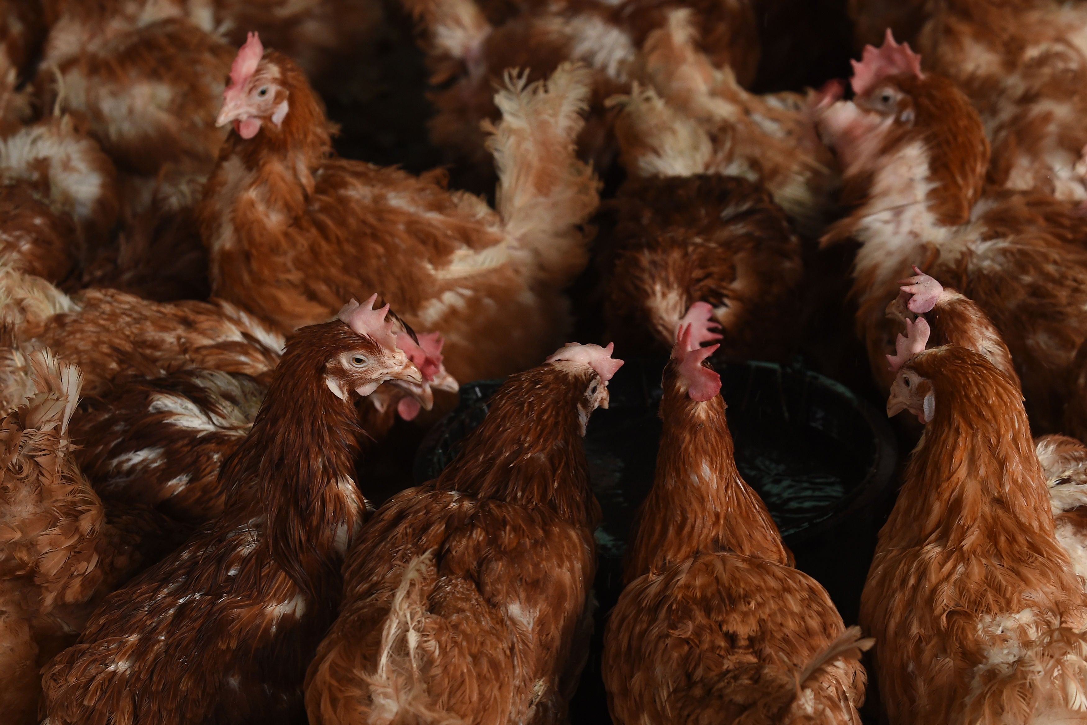 Most UK Supermarkets Won't Say If They'd Sell Chicken