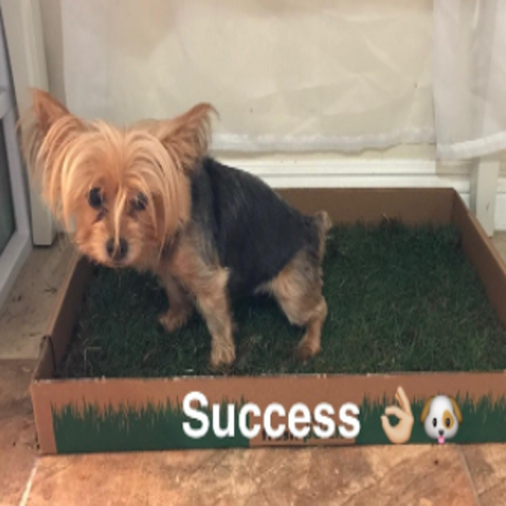 27 Things You Need If Your Dog Is Your Best Friend