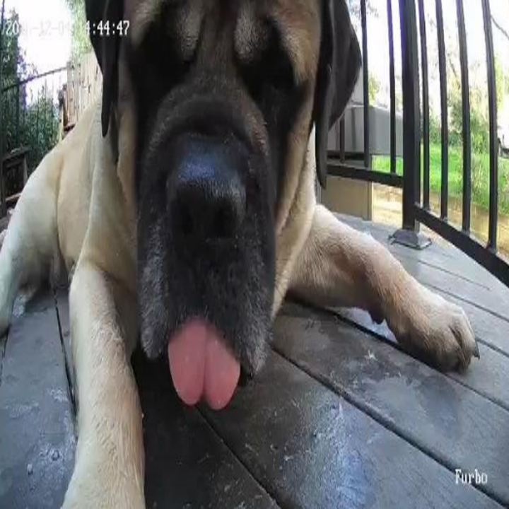 27 Things You Need If Your Dog Is Your Best Friend