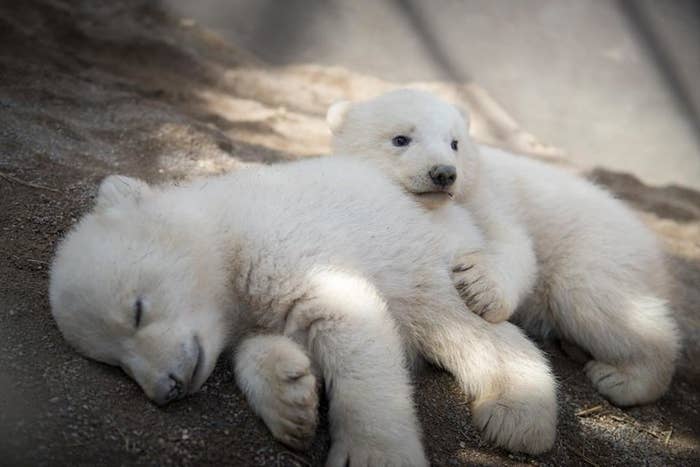 Stop What You Re Doing And Look At These Baby Polar Bear Twins