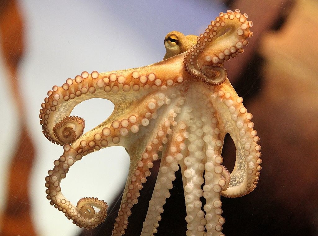 how long do octopus live