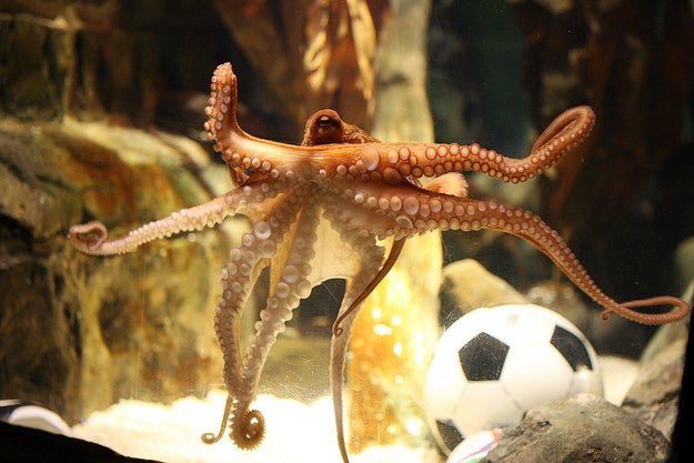 Severed Octopus Arms Have a Mind of Their Own