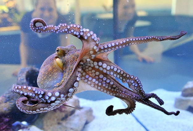 Severed Octopus Arms Have a Mind of Their Own