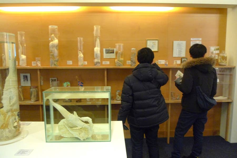 大人気 世界中の男性器がならぶ博物館に行ってみた