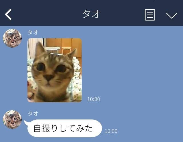 ねこや犬がlineを使えたら 妄想ふくらむ画面 ネットで話題