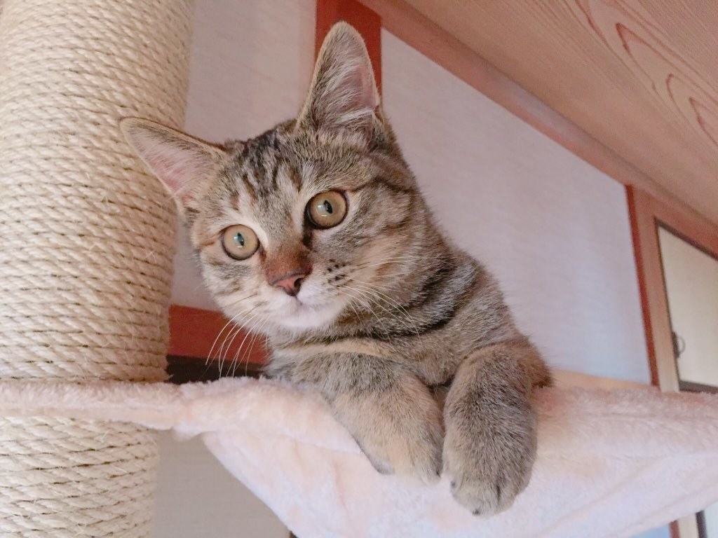 ねこや犬がlineを使えたら 妄想ふくらむ画面 ネットで話題 ねこや犬がlineを使えたら 妄想ふくらむ画面 ネットで話題