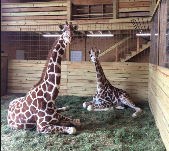 This Giraffe That Is About To Give Birth Is The Most Lit Thing On ...