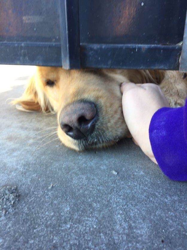 "Days passed and he was still waiting there, so one of my friends encouraged me to try to pet him," she said.
