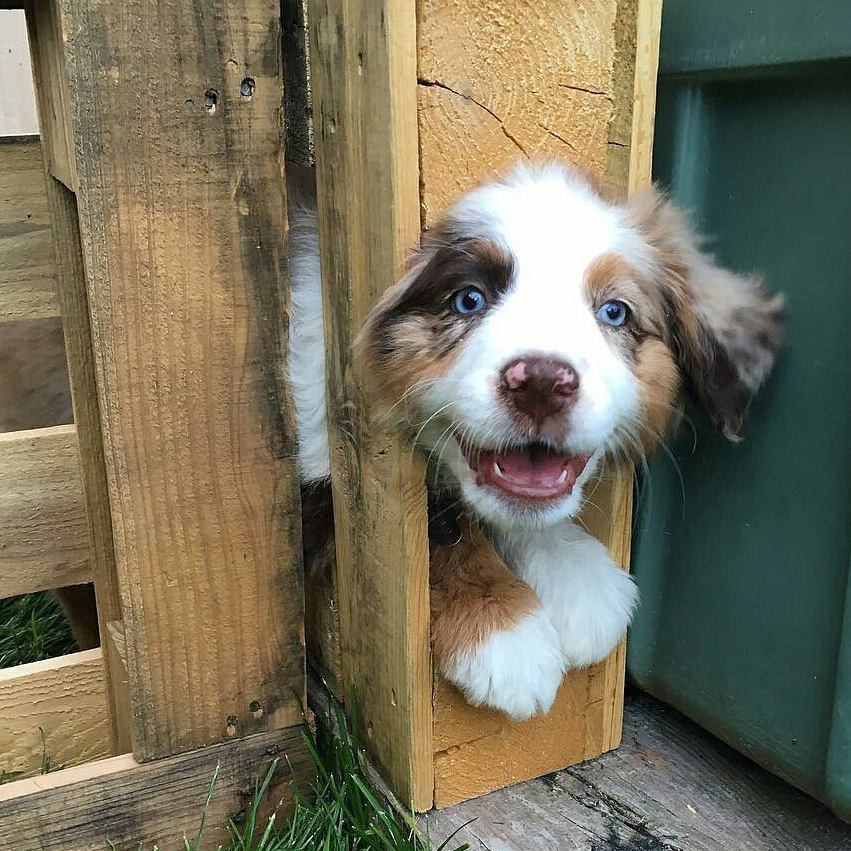 Ugly store australian shepherd