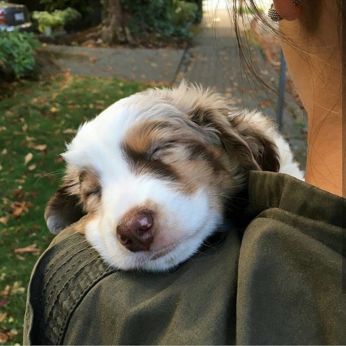 17 Reasons Australian Shepherds Are The Worst Possible Breed Of ...