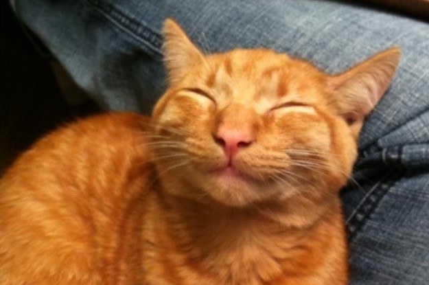 How Long Cats Go Missing How Long Cats Go Missing
