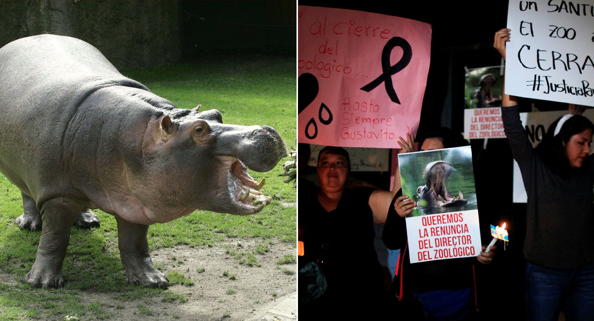 Beloved Hippo Called Gustavito Likely Died From Inadequate Care At El
