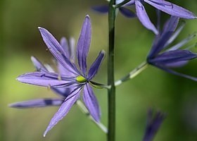 Plant A Garden And We'll Reveal Your Personality Type