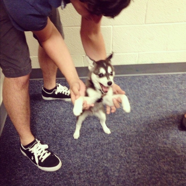 18 Dogs Who Are So Happy To See You