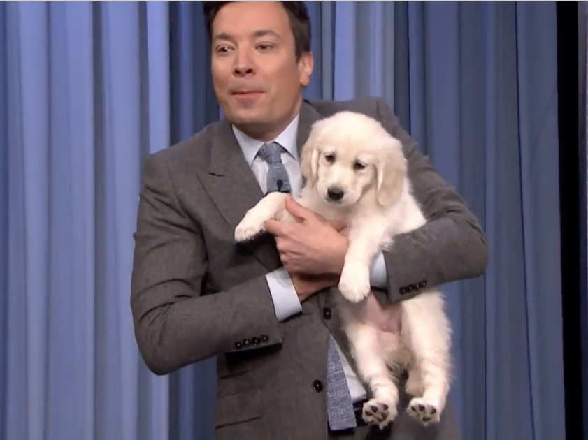 Jimmy Fallon's Puppy Predictors Think The Falcons Will Win The Super Bowl