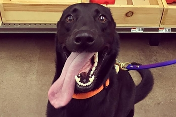 Dog so happy store to see owner