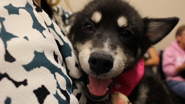 And this smiler who was happy to be part of all the action.