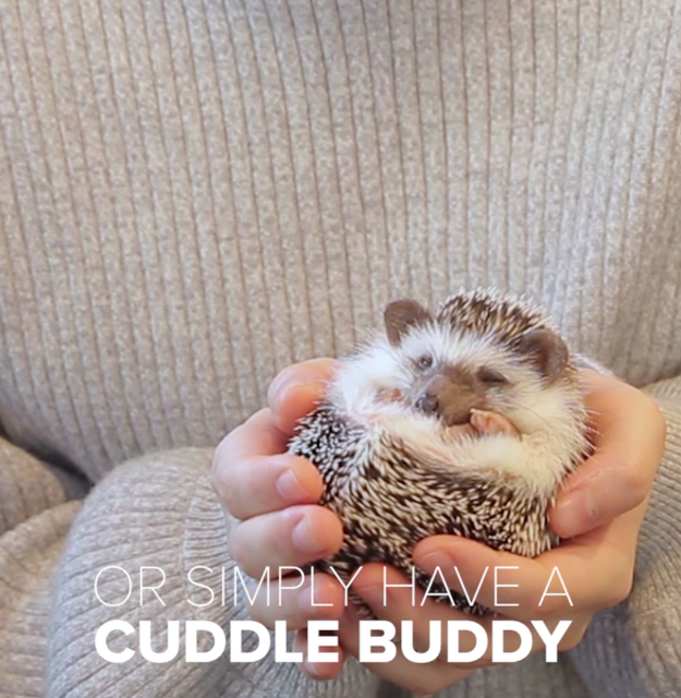 ...or just share a sweet cuddle with one of the little hedgies.