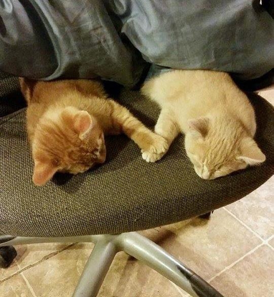 And these kitties, who want to hold each other's paws while they sleep.