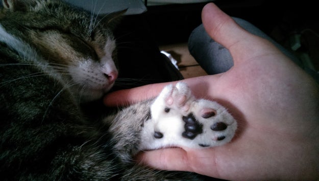 This cat's paw, which is a little bit ~extra~.